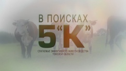 В поисках 5 "К": слагаемые эффективного животноводства Томской области